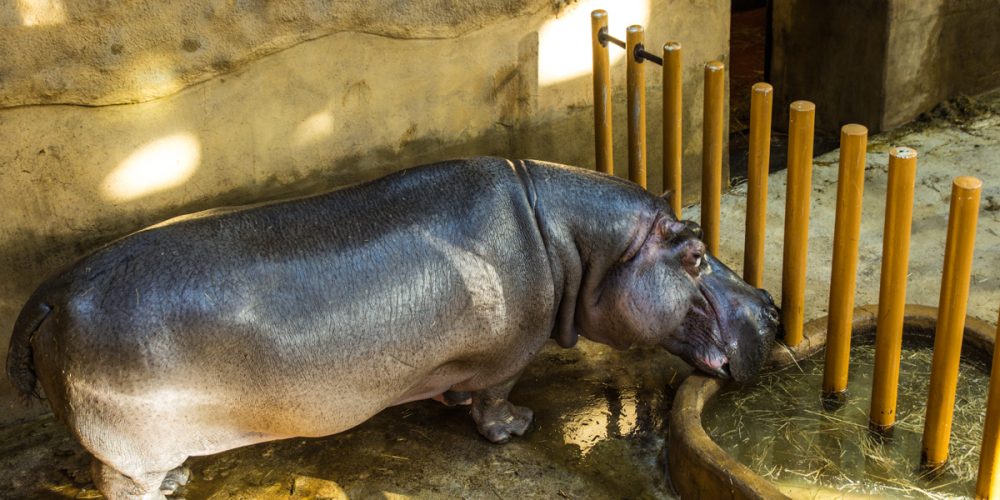 V ostravské zoo zemřel v 51 letech hroší samec Honza